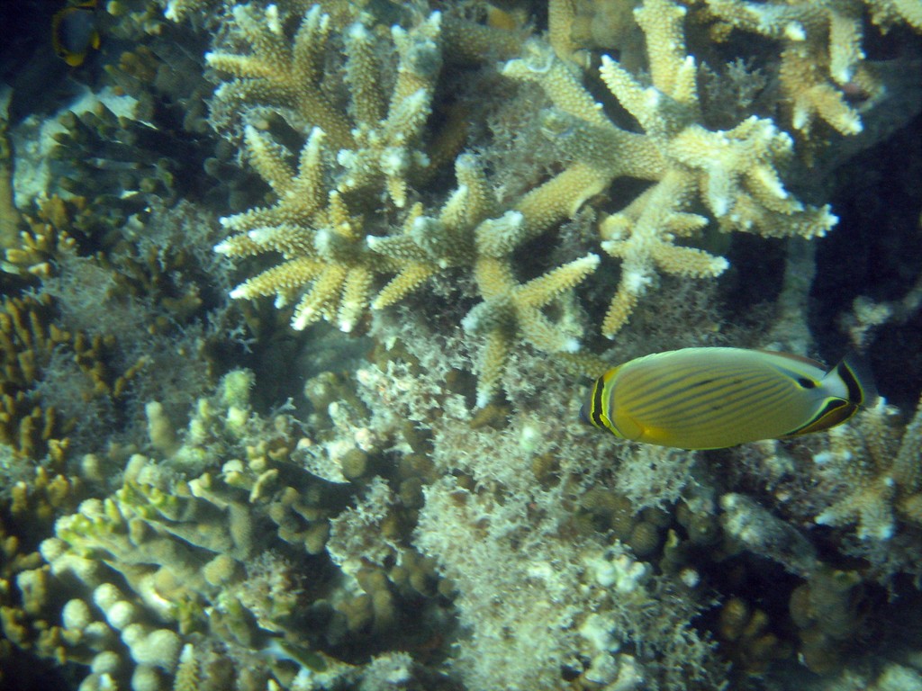 Reef & Marine Life